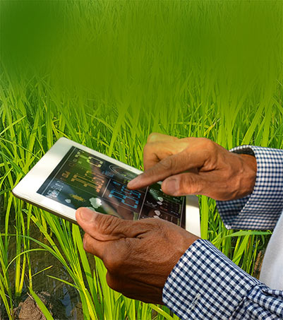 Farmer is using app to monitor the crop